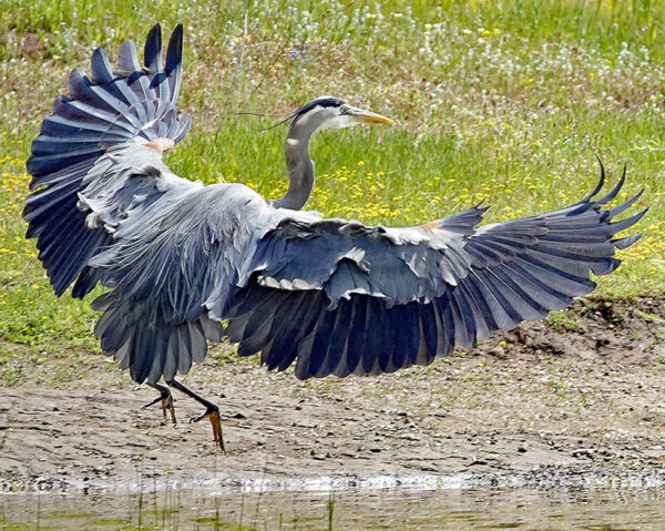 Great Blue Heron at Horseshoe Lake - Carolyn McLeod