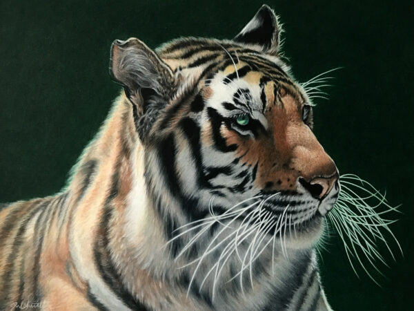 Tiger portrait - Joseph  Christensen