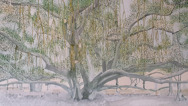 Maui Banyan Tree - Wayne Waggoner