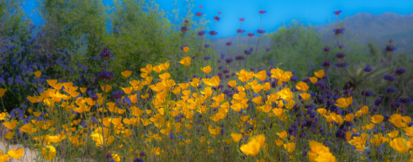 Golden Light - SHANA KAPLAN