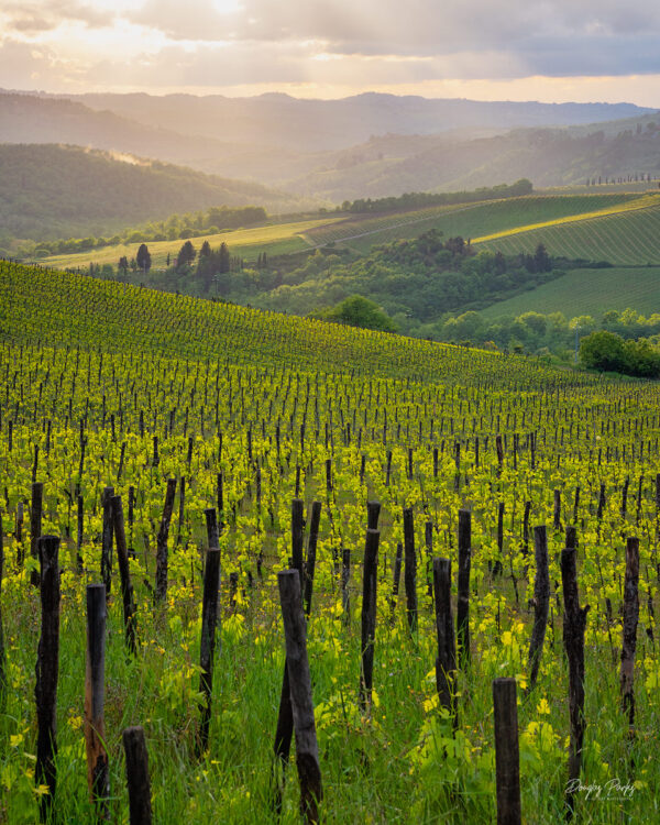 Tuscan Rays - Doug Parks