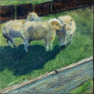 Slaven Ranch Sheep - Patrick Cosgrove