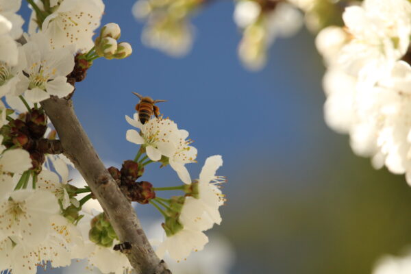 Bee on Cherry Blossom 1 - James Raine