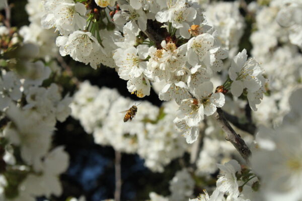 Bee on Cherry Blossoms 5 - James Raine