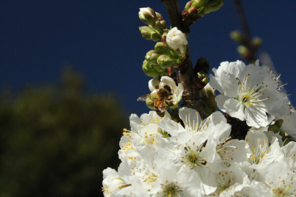 Bee on Cherry Blossoms 6 - James Raine
