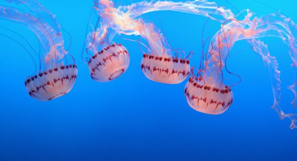 Jellyfish 5 - James Raine
