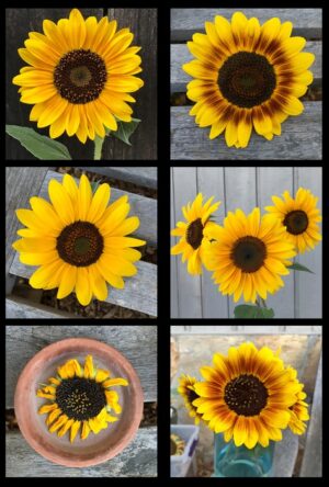 Sunflowers on display - Bradley Lakritz