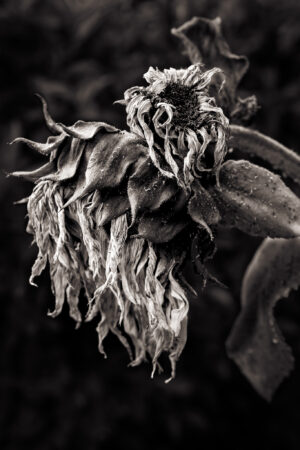Faded Glory - David Nasater
