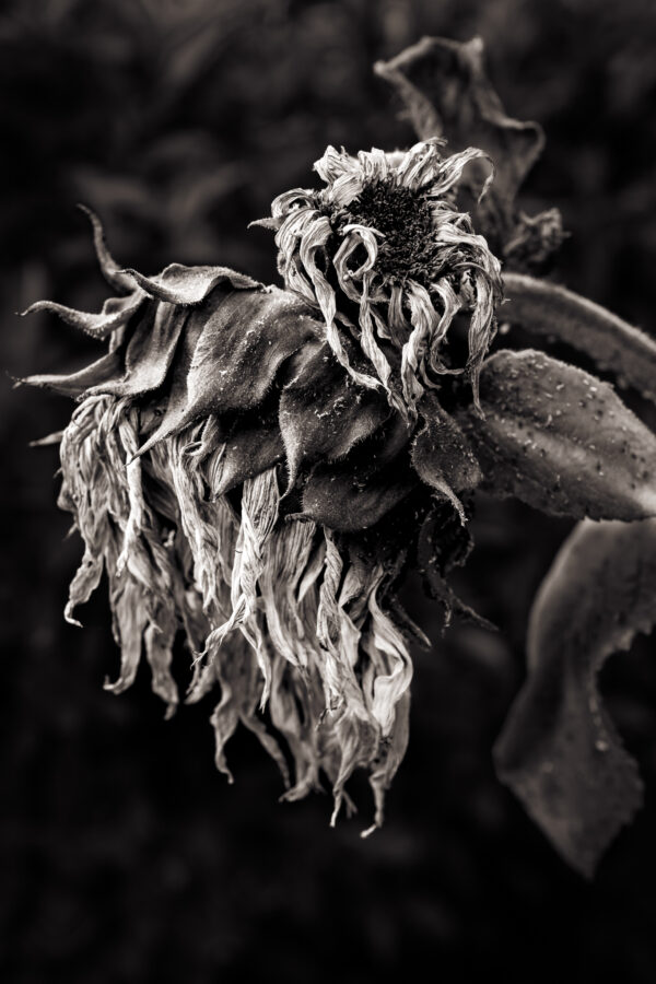 Faded Glory - David Nasater