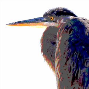 Focused Intention - Julie Lawson