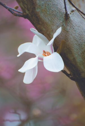 Magnolia Bloom - Susan Stoll