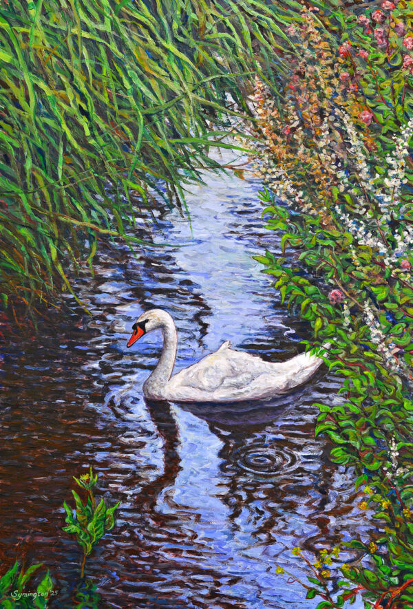 Solitude at the Abbotsbury Swannery - Gary Symington