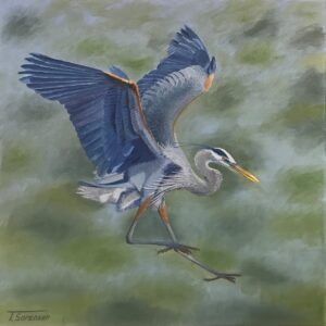 Great Blue Heron - Tom Sorensen
