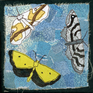 #19 Magic of Moths: Hollow-spotted Plagodis Moth + One-spotted Variant Moth + Black-bordered Lemon Moth - Michele Pollock