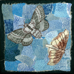 #11 Magic of Moths: Large Tolype Moth + Rose Hooktip Moth - Michele Pollock