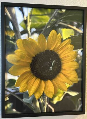 Growing organically - Bradley Lakritz