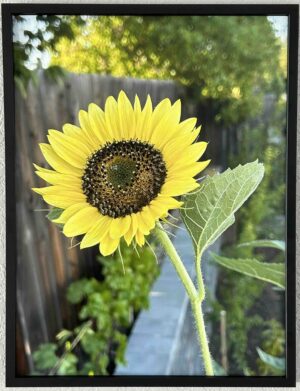 Hopeful - Bradley Lakritz