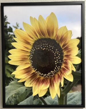 Limoncello - Bradley Lakritz