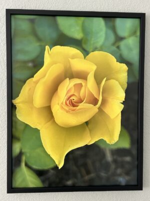 Misunderstood  - Bradley Lakritz