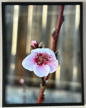 Morning Surprise  - Bradley Lakritz