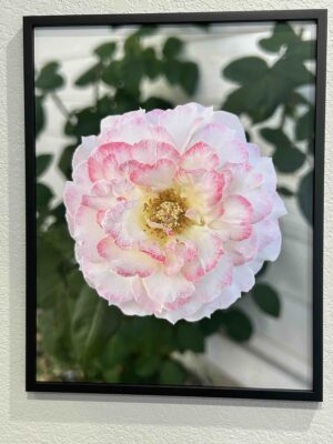 My lover’s French lace - Bradley Lakritz