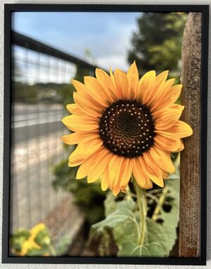 Sunshine along the sidewalk  - Bradley Lakritz