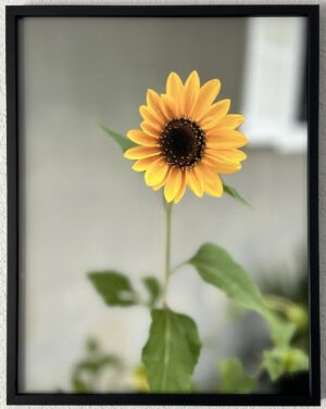 Window dressing - Bradley Lakritz