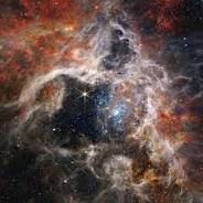 Stellar Web  - Lori Bacigalupi