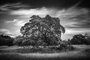 The Old Oak at Pleasant Grove - Alan Barnard
