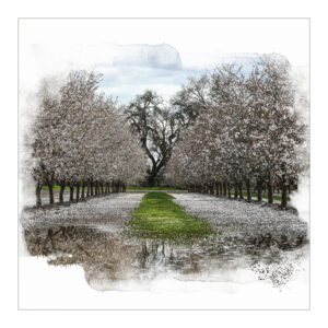 Spring Arrives - Nancy Chadwick