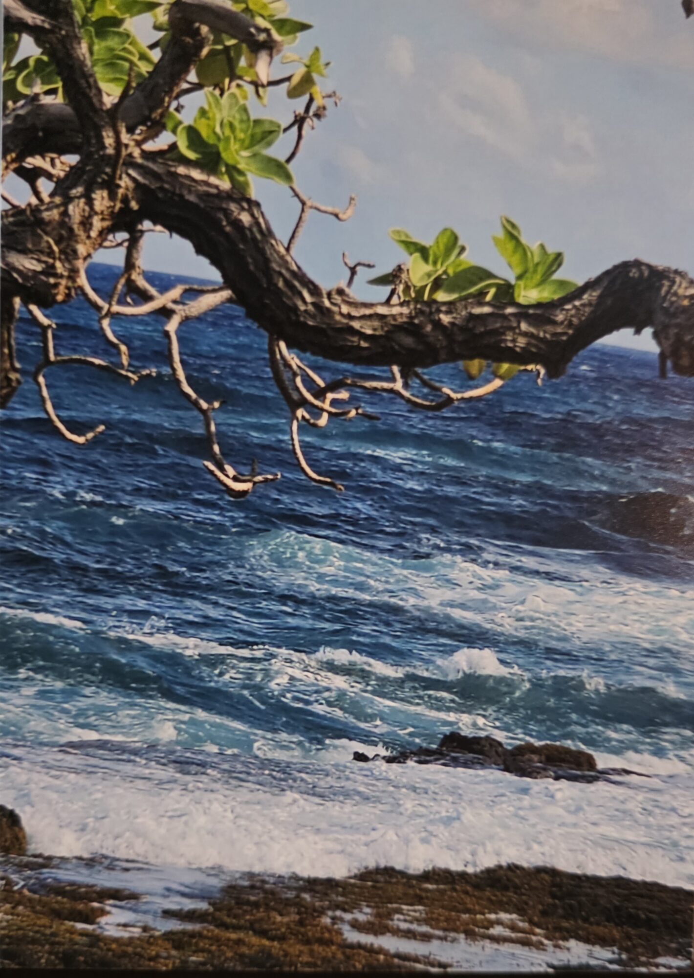 Ocean view Kauai, HI with a Branch going across the top with floral leaves and green. Seaweed washed ashore near the breaking waves - Daniel King