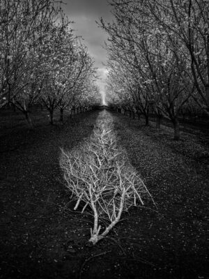 Silently the Tears Fell - David Nasater