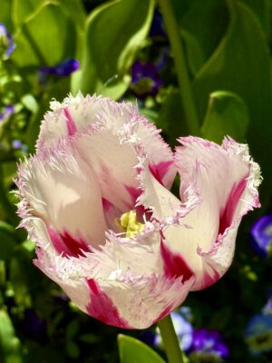 Ragged Beauty - Nanci Woody
