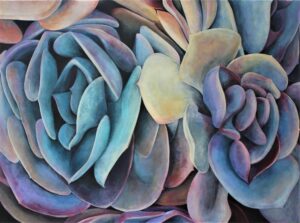 Echeveria - Tara Esperanza