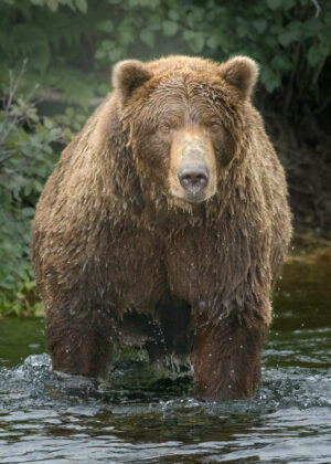 Wading for Dinner - Rich Brooks
