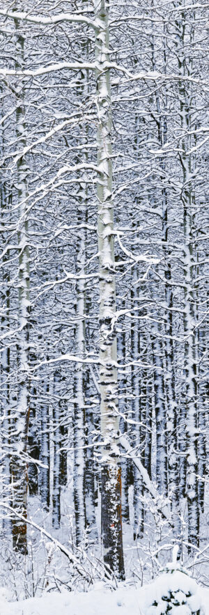 First Snow on Aspen - Michael  Eadington