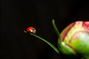 Ladybug Adventure - Anastasia Golosna