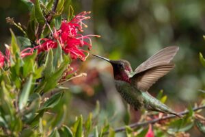 Anna's Hummingbird and Flower - Leonard James