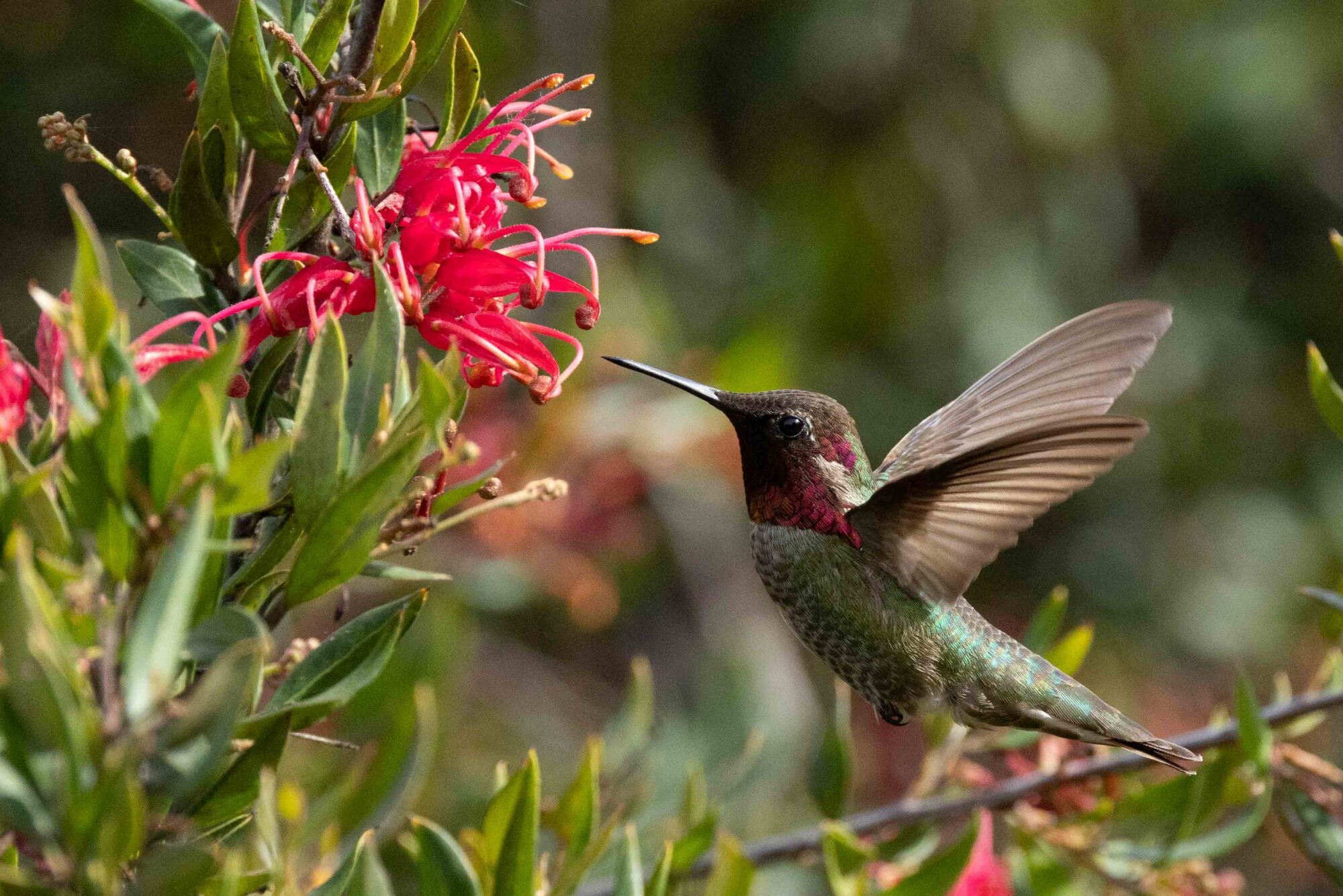 Anna's Hummingbird and Flower - Leonard James