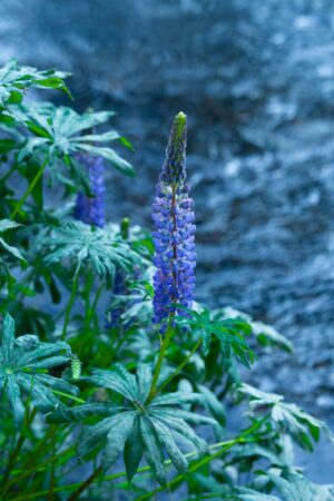 Lupine on the River - Shana Kaplan