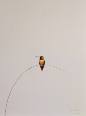 Rufous Hummingbird 14 - Christine Kotcher