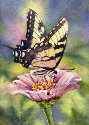 Swallowtail on Zinnia - Andrea Martin