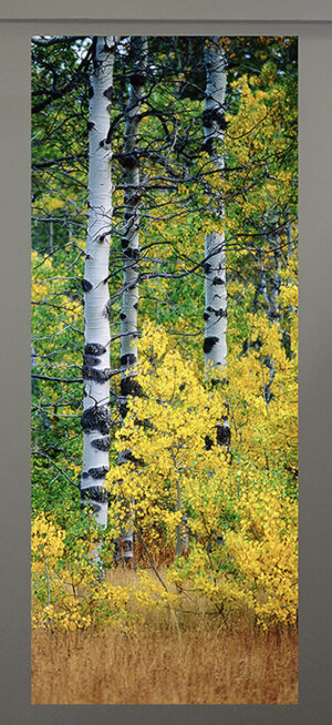 Change of Seasons, Taylor Creek, Lake Tahoe - Garry Moore