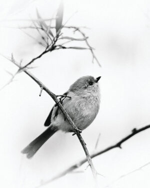 Bushtit - Susan Stoll