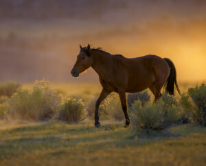 Wild Horse Glow - Bill Wages