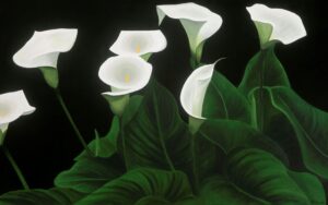 Calla Lilies - Sharon Hagan
