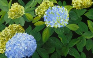 End of Summer Hydrangeas - Sharon Hagan