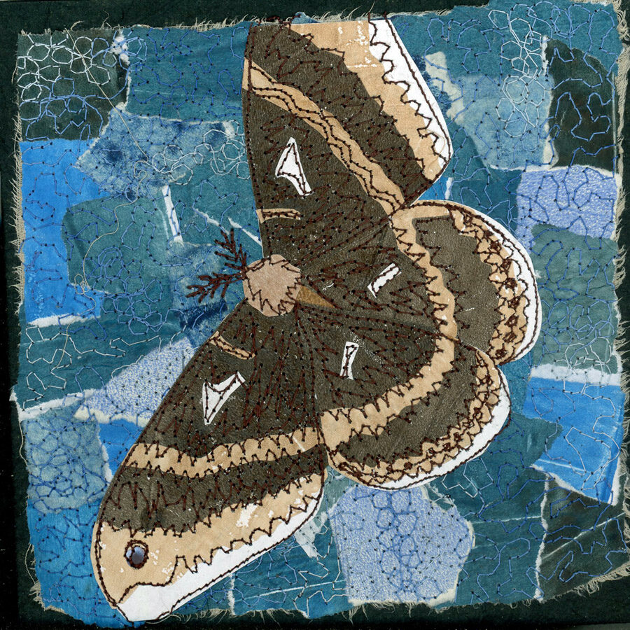 Day 28 Tuliptree Silk Moth